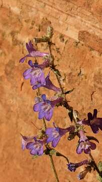 Image of low beardtongue