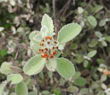 Image de Buddleja marrubiifolia Benth.