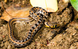 Image of buff striped keelback