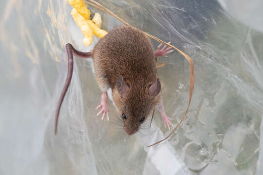 Image of Ricefield Mouse