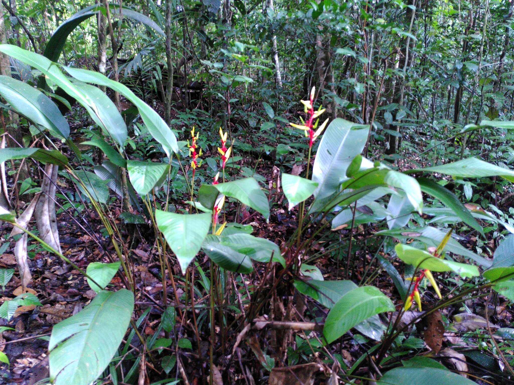 Image of Heliconia richardiana Miq.