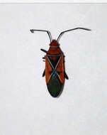 Imagem de Dysdercus (Dysdercus) andreae (Linnaeus 1758)