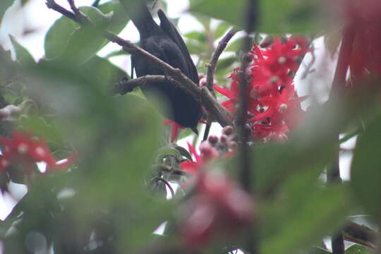 Image of Black Flower-piercer