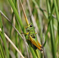 Image of Kosciuscola tristis Sjöstedt 1934