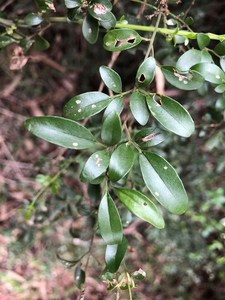 صورة Jasminum didymum subsp. racemosum (F. Muell.) P. S. Green