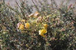 Image of Tropaeolum polyphyllum Cav.