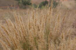 Image de Aristida rufescens Steud.