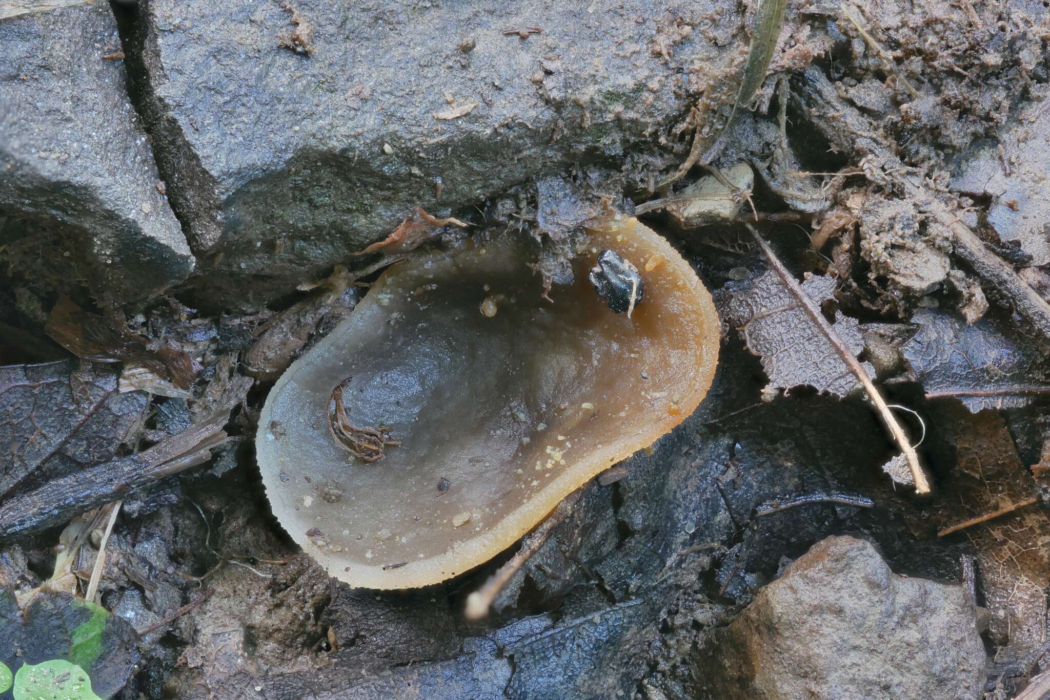 Imagem de Pachyella celtica (Boud.) Häffner 1993