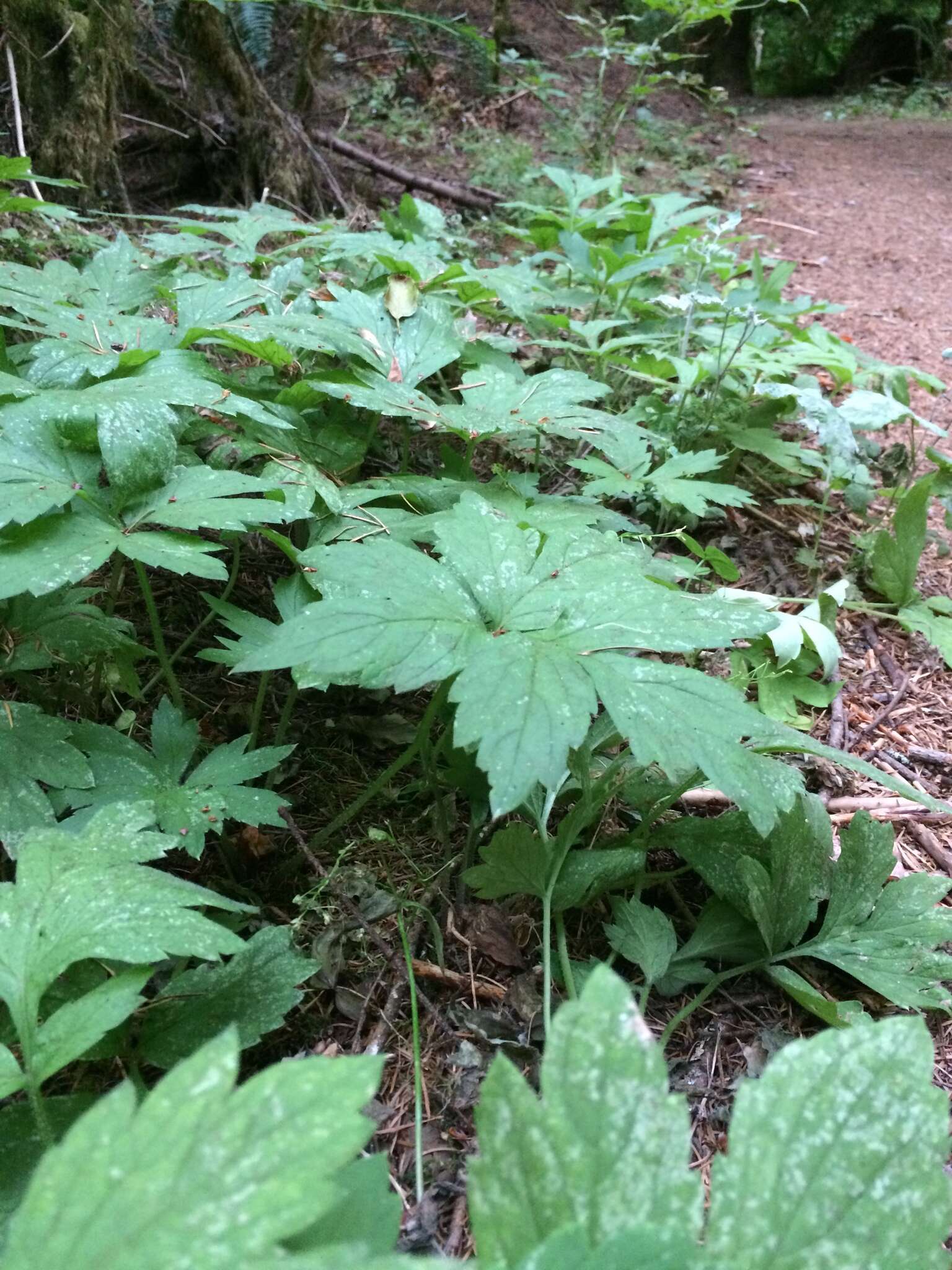 Image of Pacific waterleaf