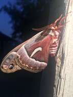 Image of Ceanothus Silkmoth