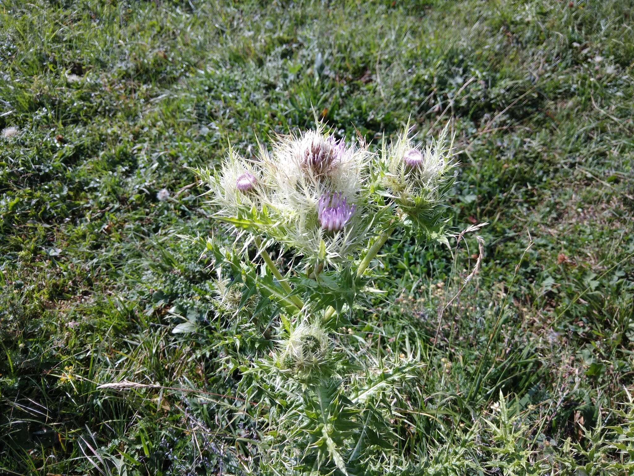 Image of Cirsium obvallatum (M. Bieb.) M. Bieb.