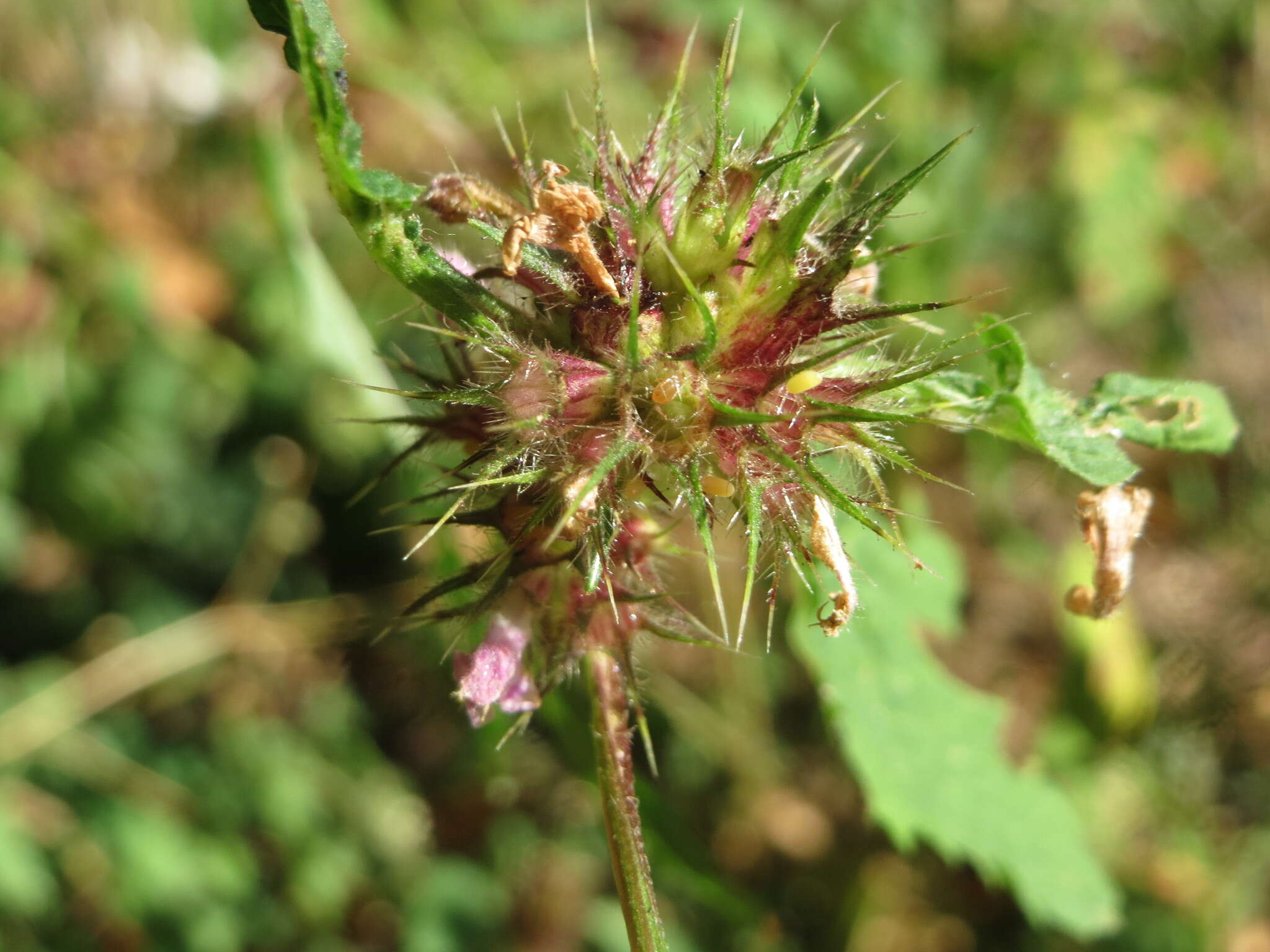 Image of Common hemp nettle