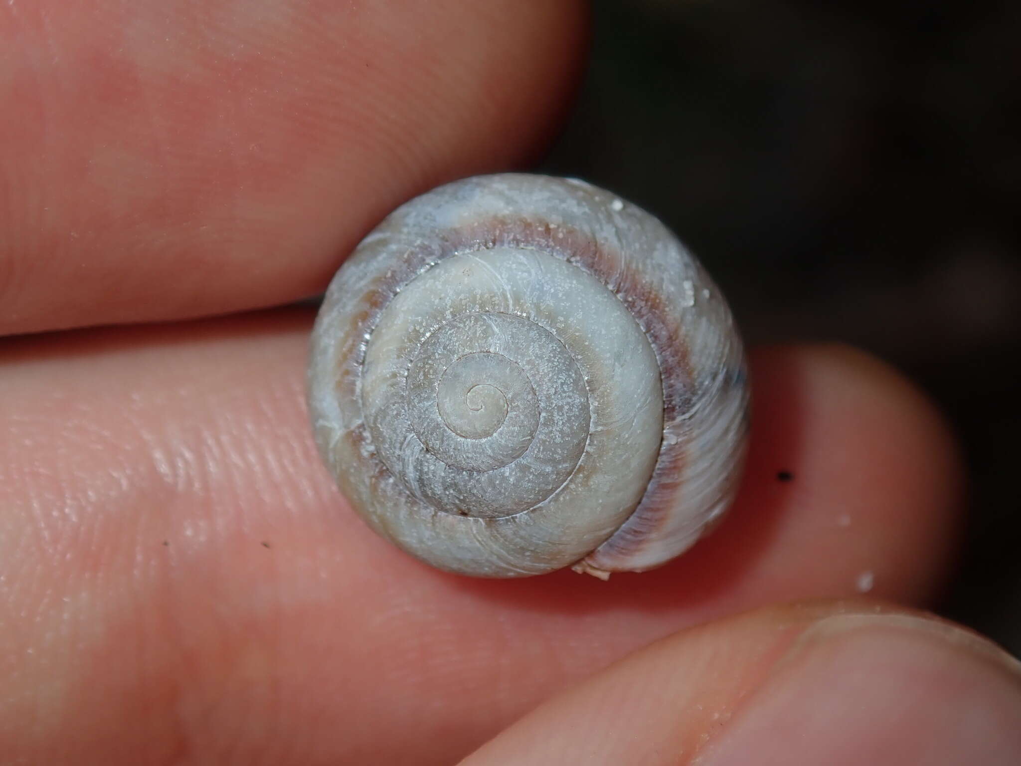 Image of Galadistes akubra Stanisic 2010