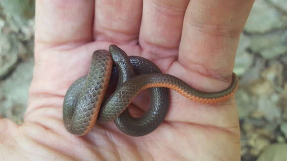 Image of Carphophis amoenus helenae (Kennicott 1859)