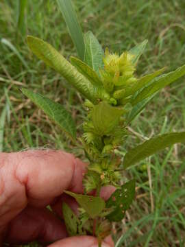 Imagem de Acalypha virginica L.