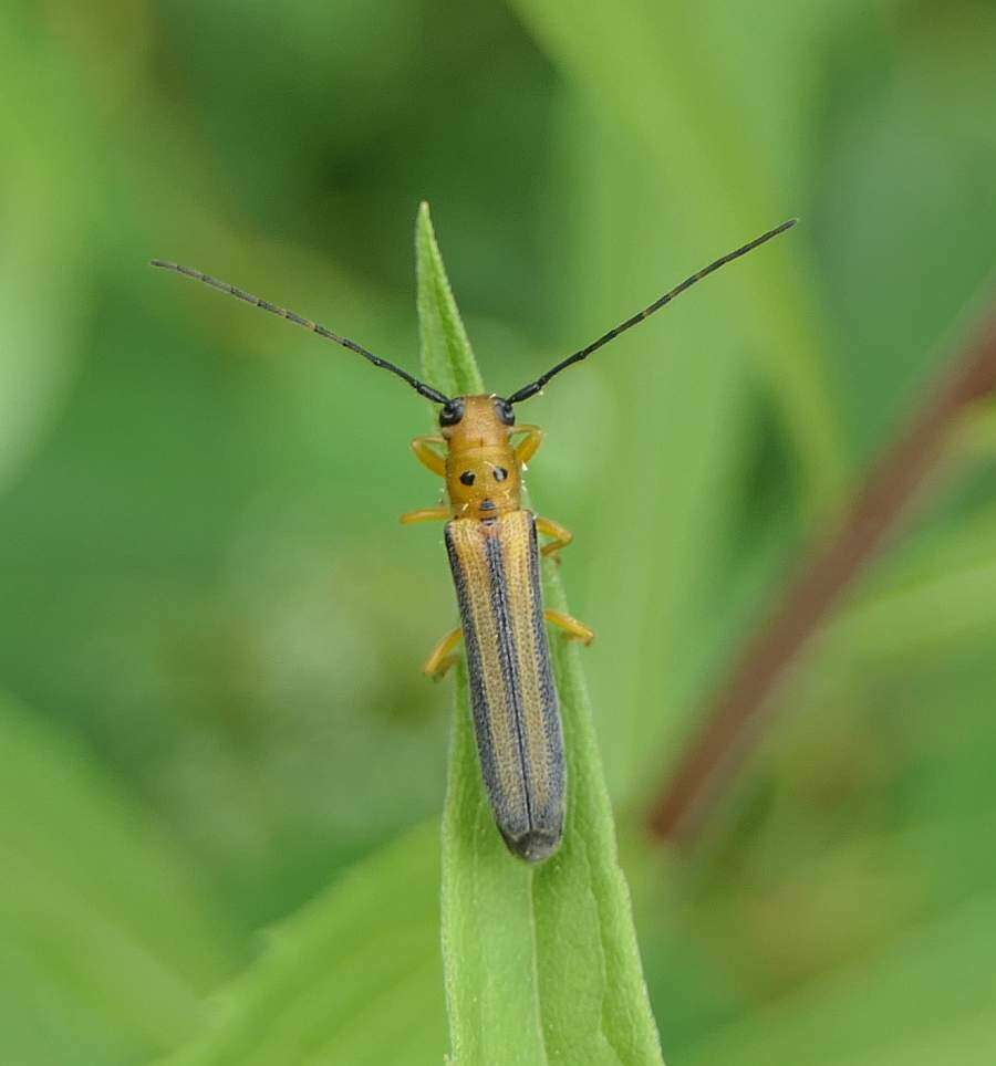 Image of Oberea tripunctata (Swederus 1787)