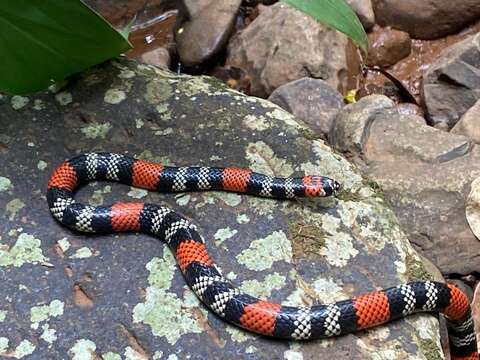 Image of Micrurus altirostris (Cope 1860)