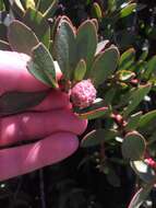 Image of Protea venusta Compton