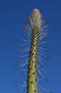 Agave horrida subsp. horrida resmi