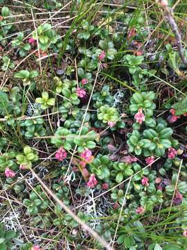 Image of northern mountain cranberry