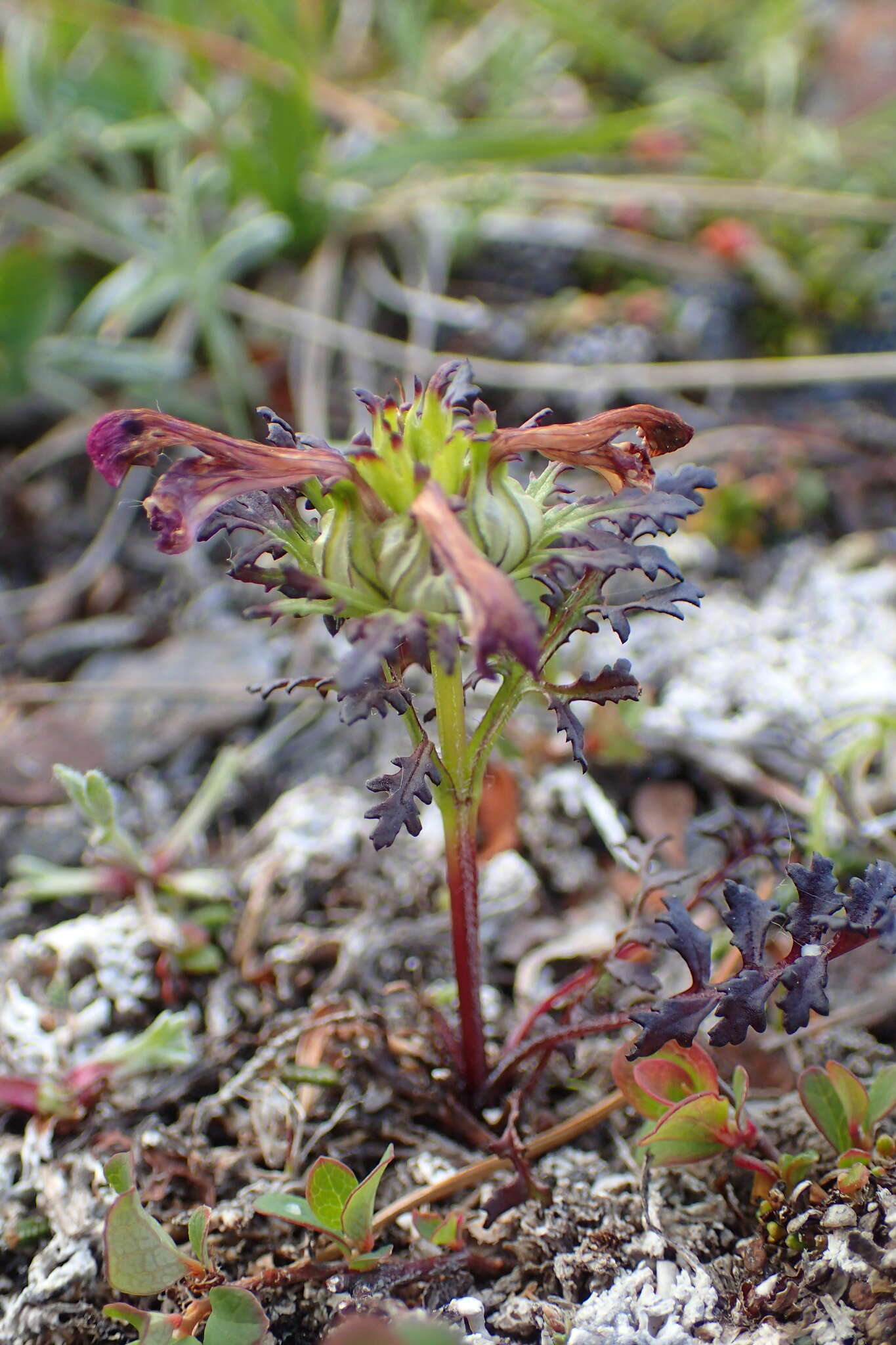 Image of Pedicularis eriophora Turcz.