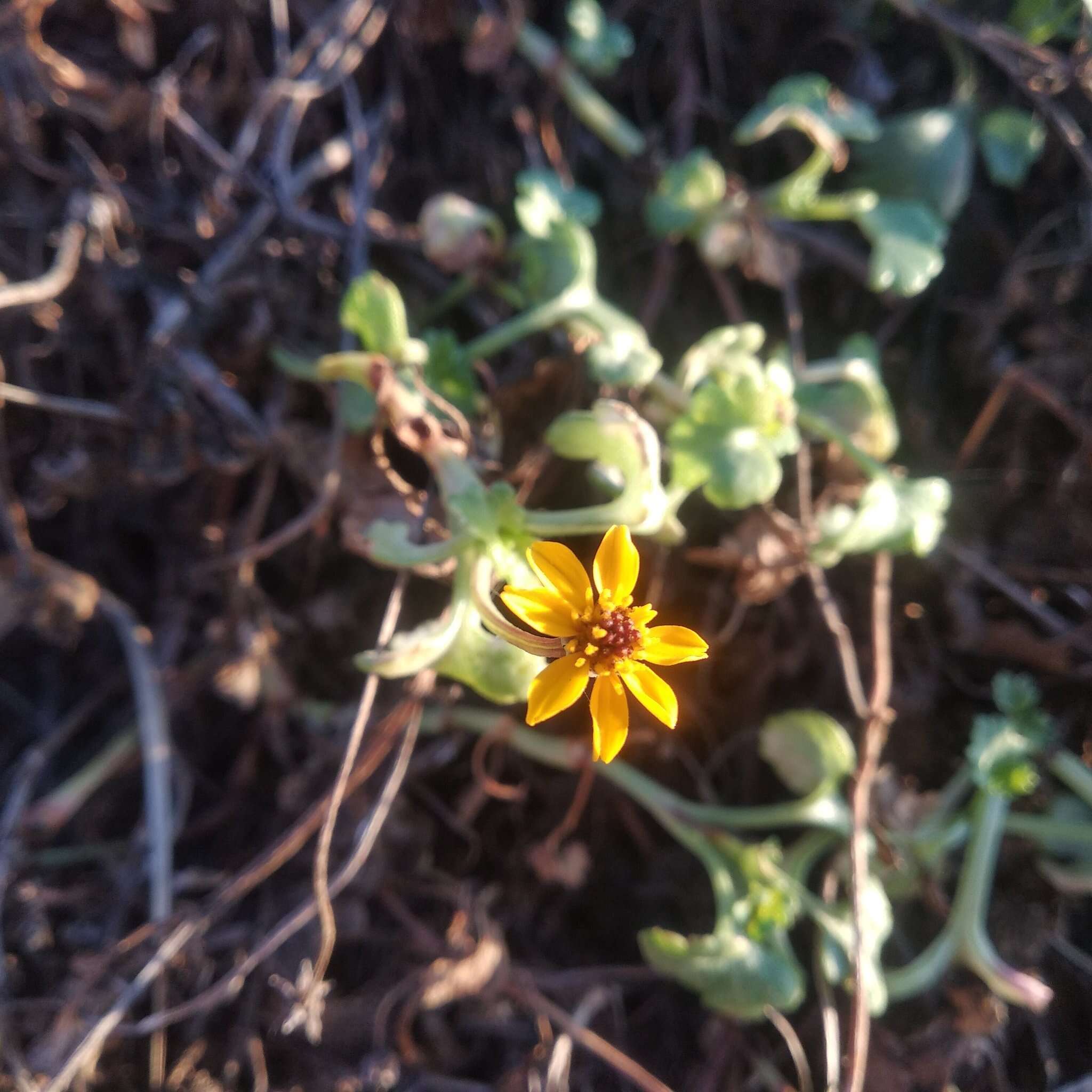 Image of Chrysanthellum pilzii J. L. Strother