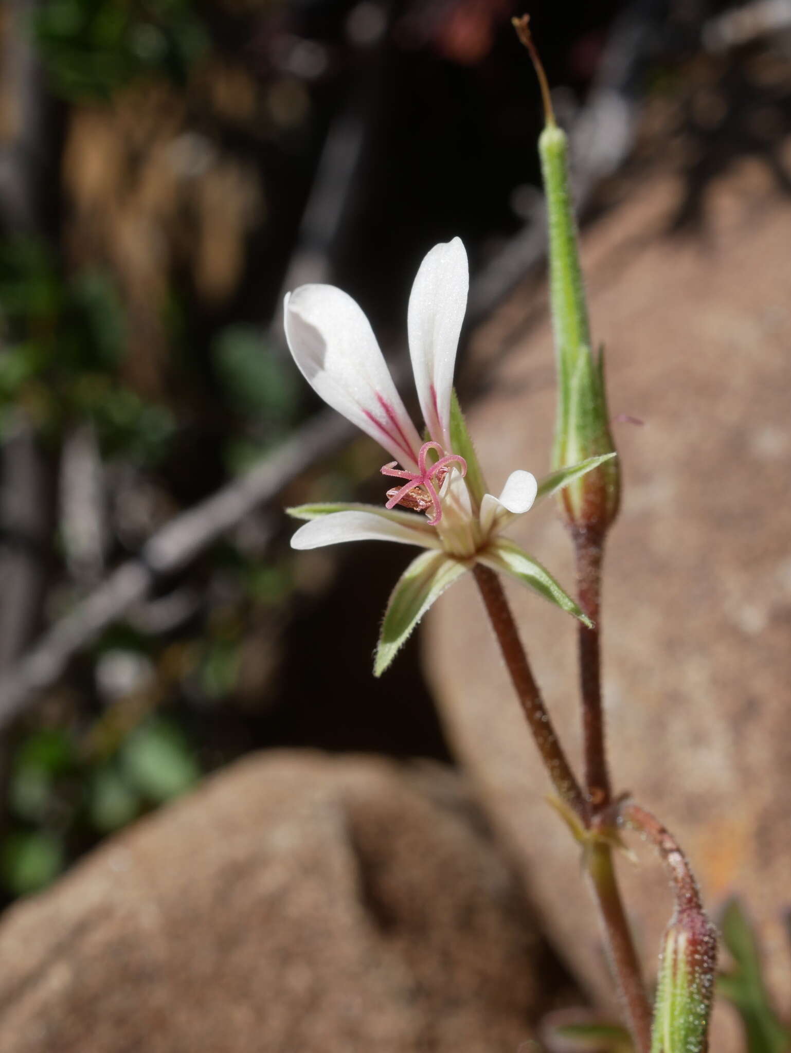 Image of Pelargonium exhibens P. Vorster