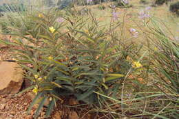 Imagem de <i>Chamaecrista comosa</i> var. <i>capricornia</i> (Stey.) Lock