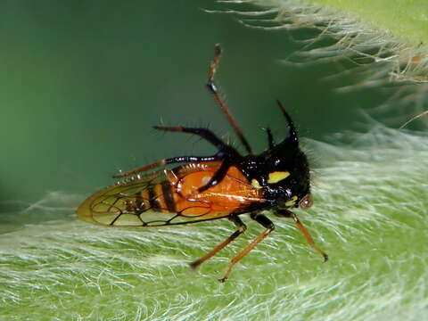 Image of Cyphonia trifida Fabricius