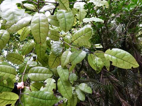 Image of Litsea calicaris (A. Cunn.) Benth. & Hook. fil. ex Kirk