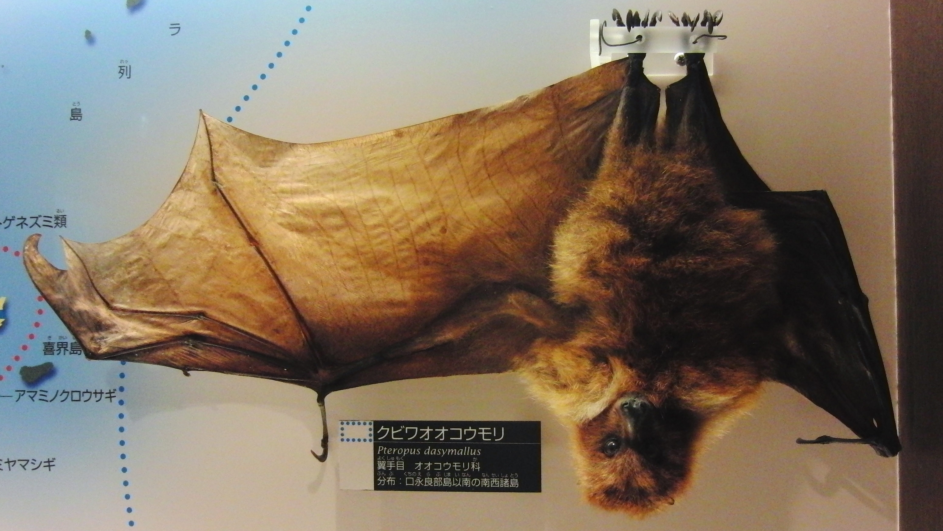 Image of Ryukyu Flying Fox