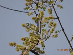 Image de Combretum albidum G. Don