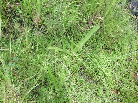 Image of Crinum arenarium Herb.