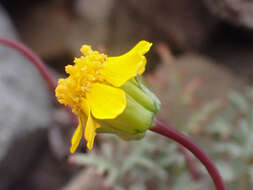 Image of Mt. Hamilton tickseed