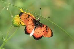 Image de Acraea natalica Boisduval 1847