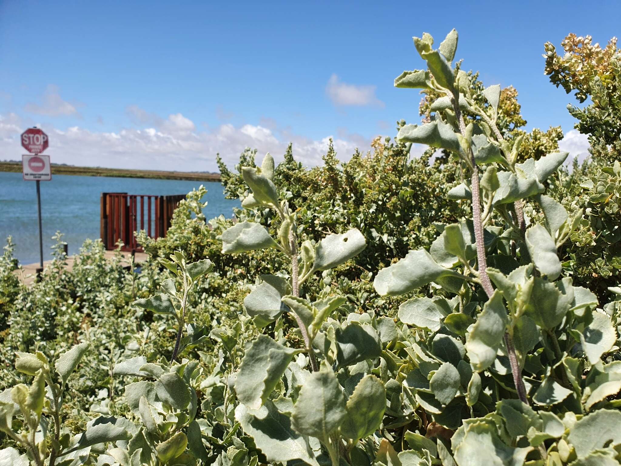 Image of bluegreen saltbush