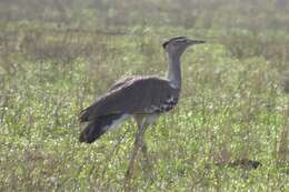 Image of Kori Bustard