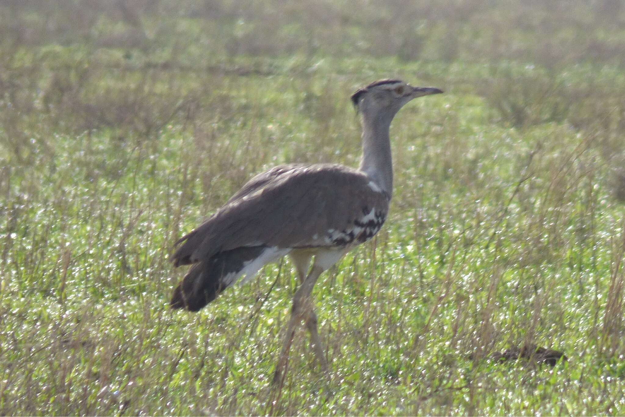 Image of Kori Bustard