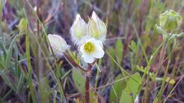 Limnanthes floccosa subsp. floccosa的图像