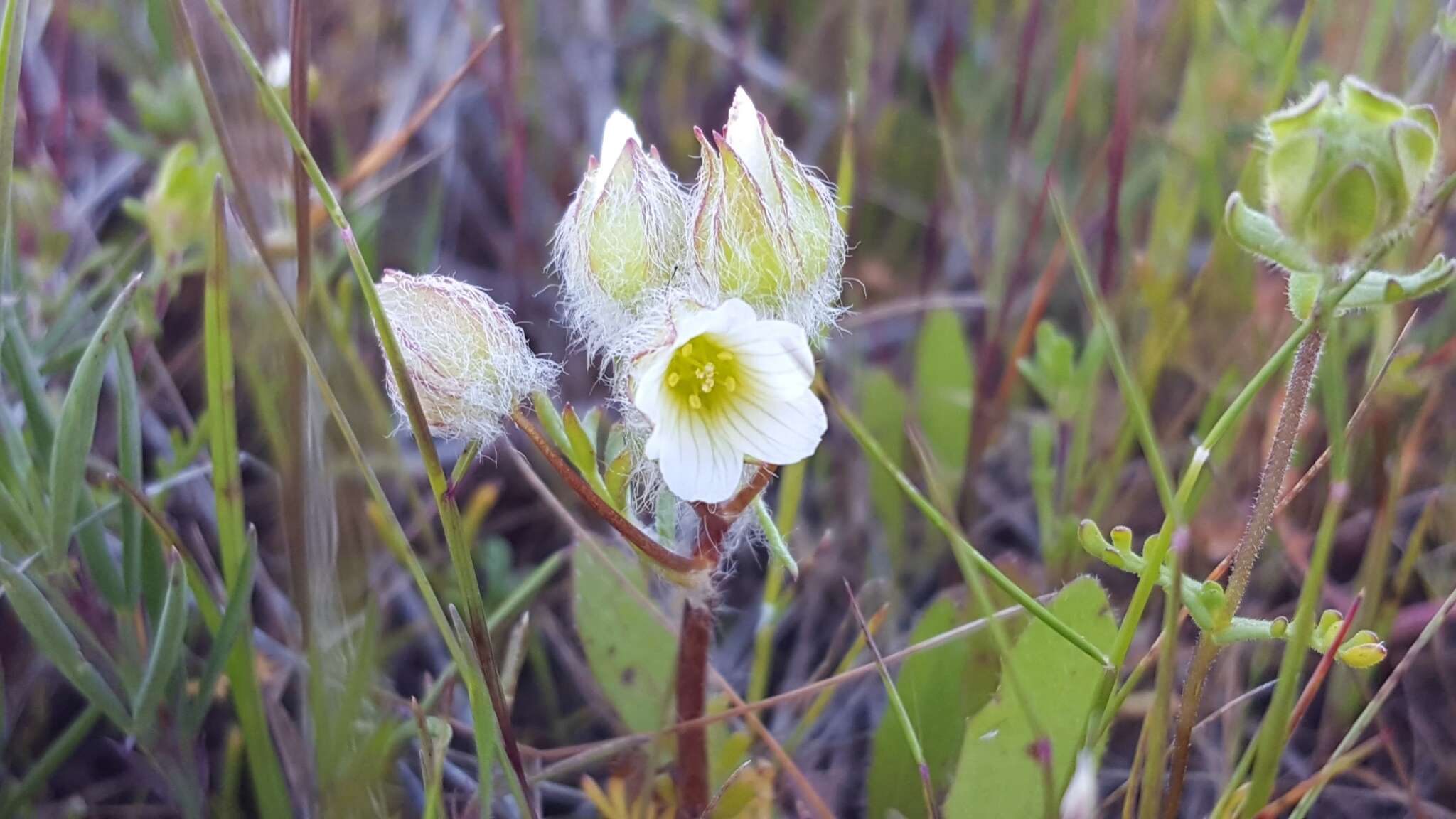 Limnanthes floccosa subsp. floccosa的图像