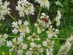 Imagem de Ectophasia crassipennis (Fabricius 1794)