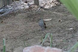 Image of Rufous-tailed Palm Thrush