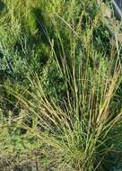 Imagem de Stipa krylovii Roshev.