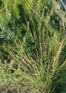 Image de Stipa krylovii Roshev.