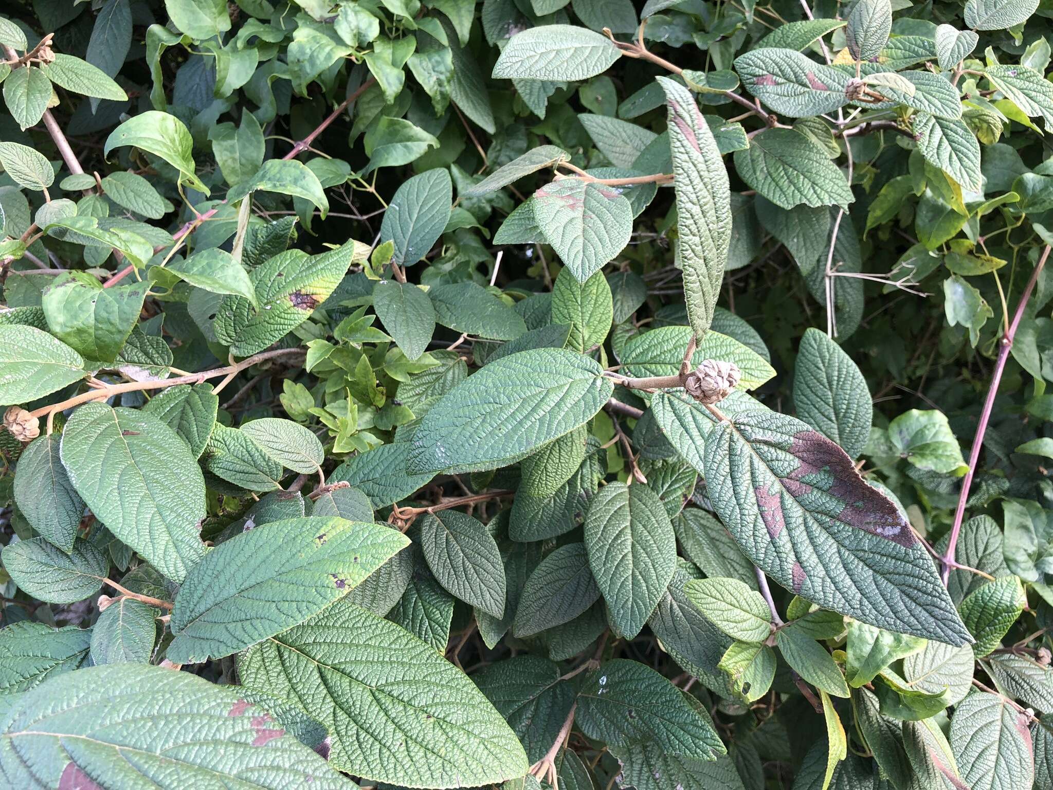 Image of Leatherleaf Viburnum