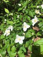 Image of scentless mock orange