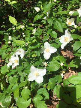 Слика од Philadelphus inodorus L.