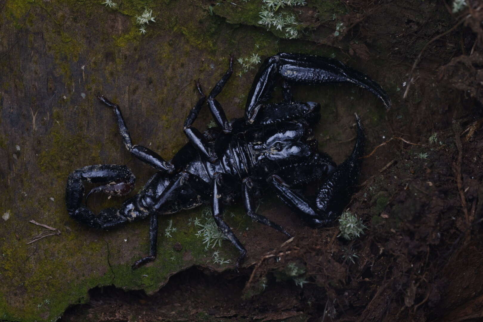 Image of Asian Forest Scorpion