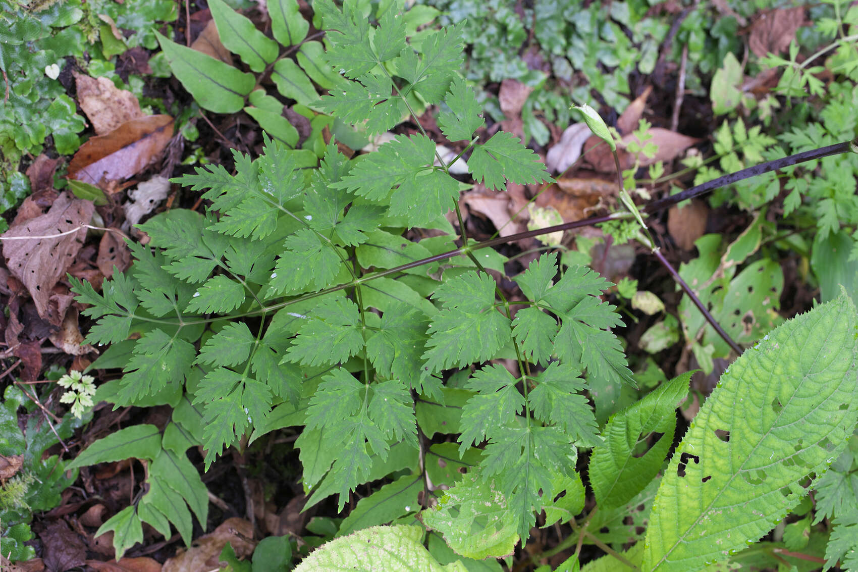 Image of Angelica polymorpha Maxim.