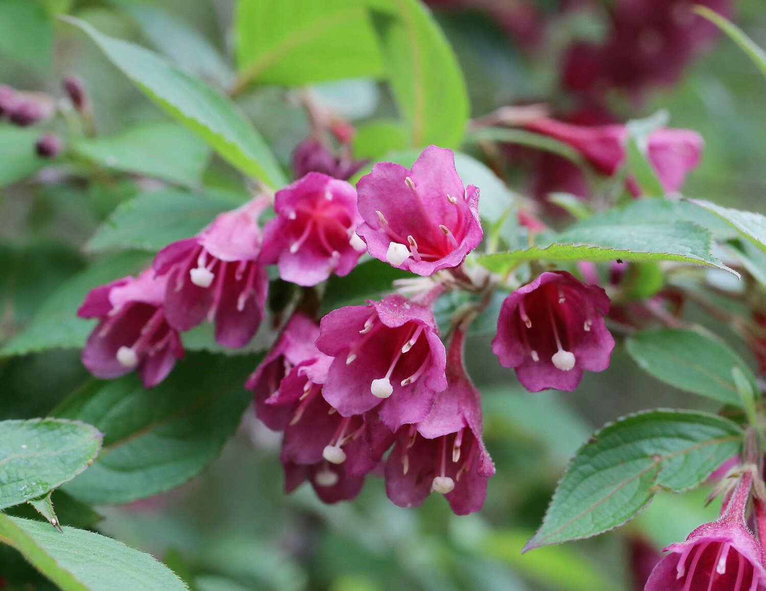 Image of crimson weigela